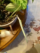 19th Apr 2024 - New leaf on prayer plant