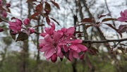 18th Apr 2024 - Blossoms