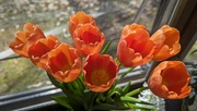 16th Apr 2024 - Tulips 