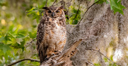 19th Apr 2024 - Mom, Great Horned Owl!