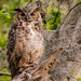 Mom, Great Horned Owl! by rickster549