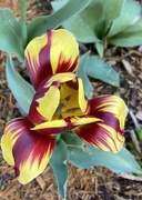 19th Apr 2024 - Admired a tulip in a friend’s garden.