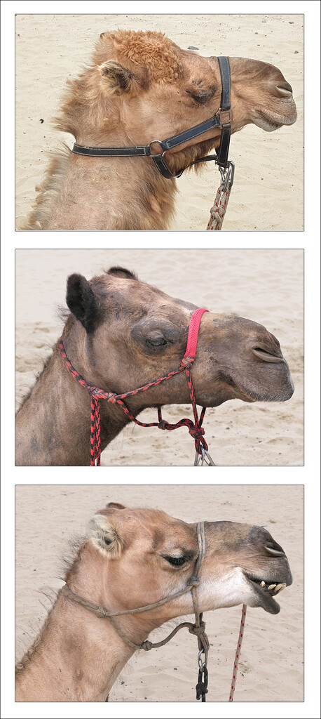 Camels, Camels and More Camels by onewing