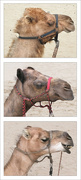 20th Apr 2024 - Camels, Camels and More Camels