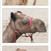 Camels, Camels and More Camels by onewing