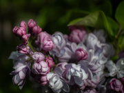 19th Apr 2024 - Lilac