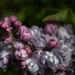Lilac by haskar