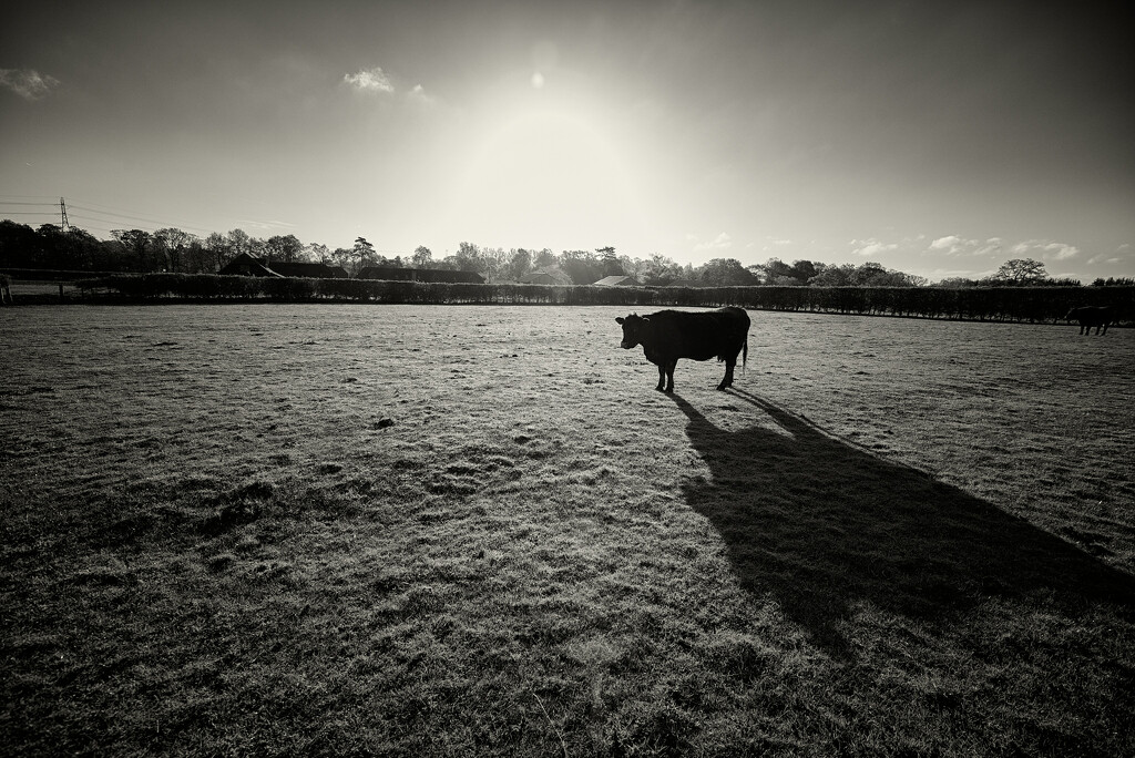 The Farm - Morning by jjjordan