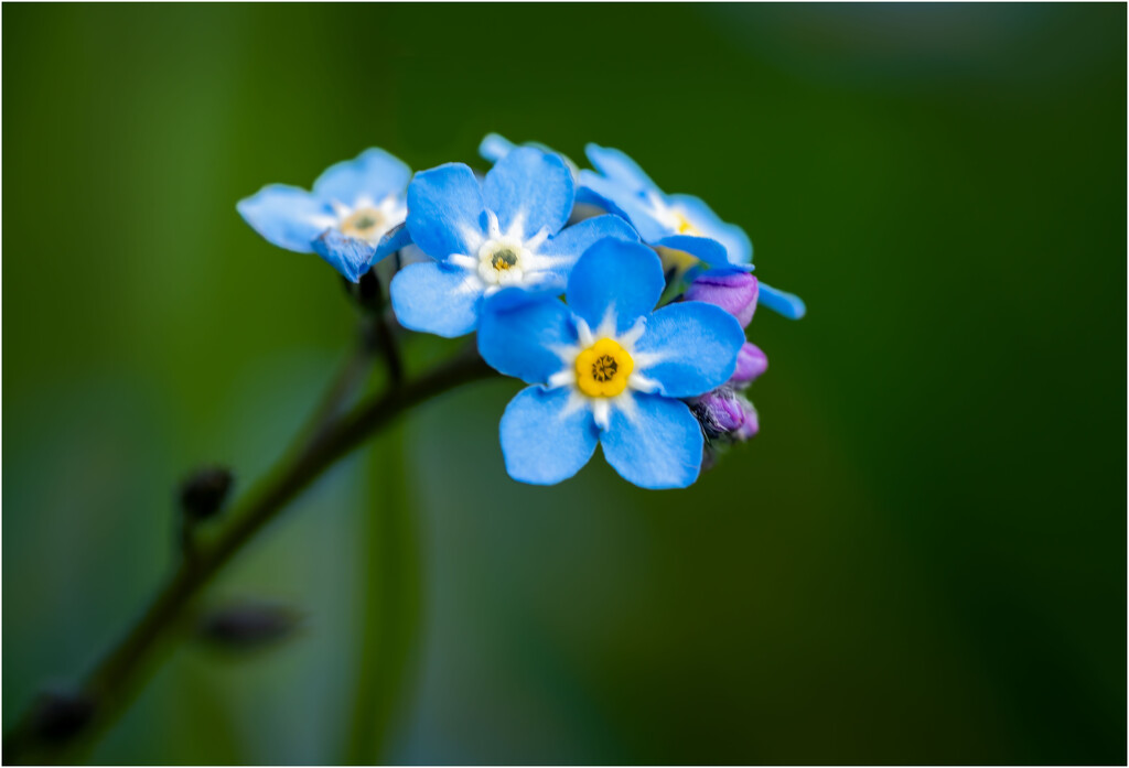 Forget-me-knot by clifford