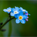 Forget-me-knot by clifford