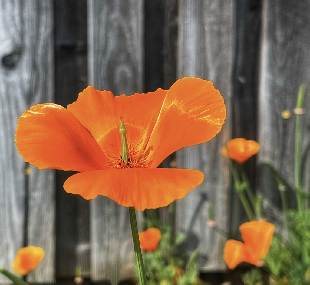 The Full Beauty of Our Poppy by gardenfolk