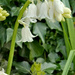 White bells  by 365projectorgjoworboys