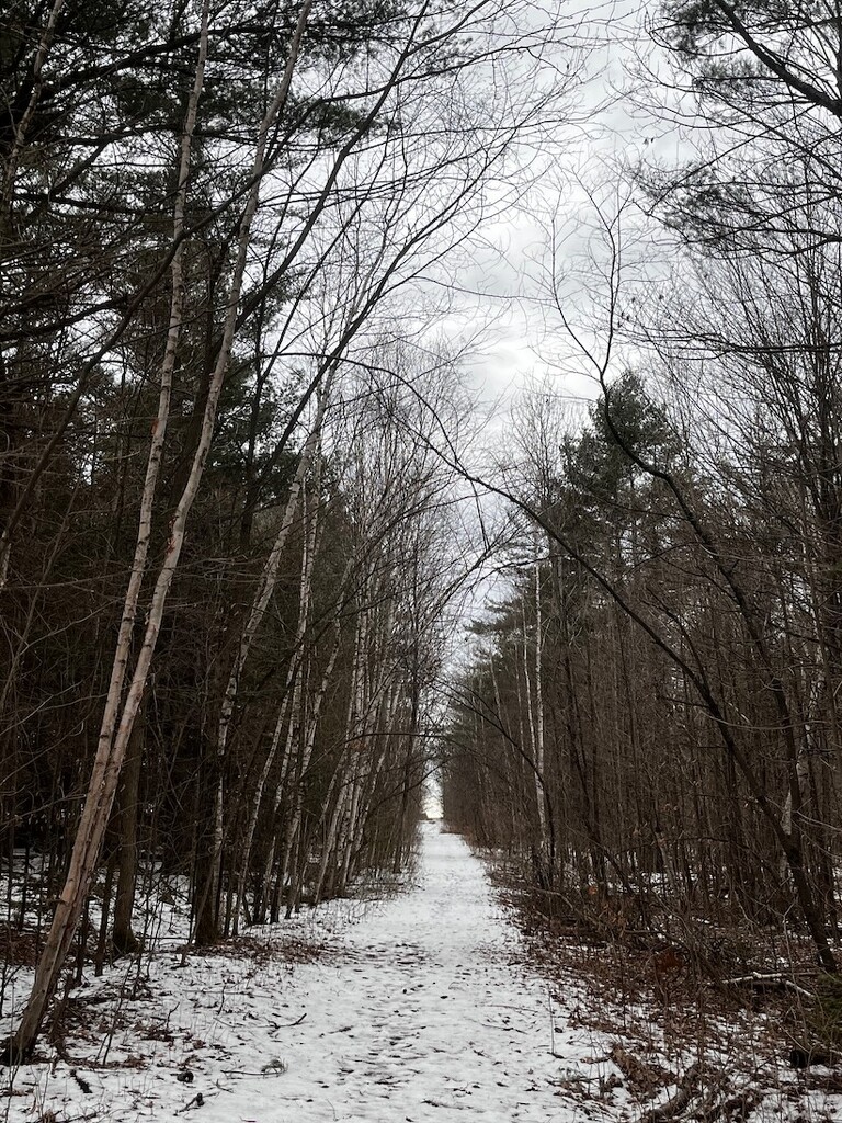Snowy Trail ... by sunnygreenwood