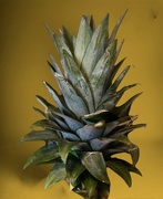 20th Apr 2024 - I Love a Pineapple 