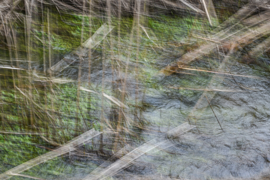 Algea and Reeds-2 by darchibald