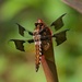 LHG_9531 Immature male Common Whitetail dragonfly by rontu