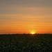 Sunset over the fields by cadu