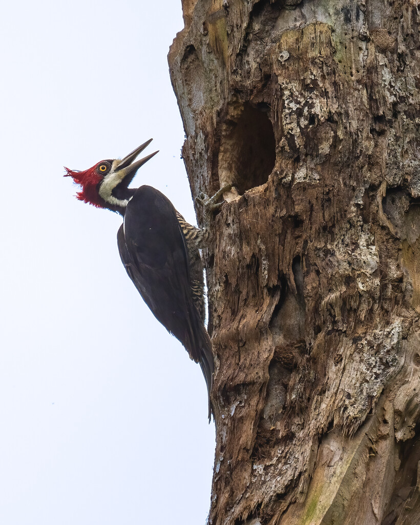 Crimson-crested Woodpecker  by nicoleweg