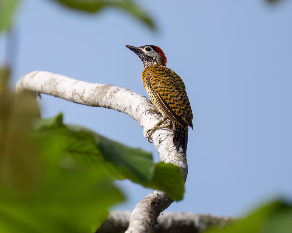 Spot-breasted Woodpecker  by nicoleweg