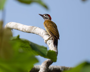 19th Apr 2024 - Spot-breasted Woodpecker 