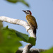Spot-breasted Woodpecker 
