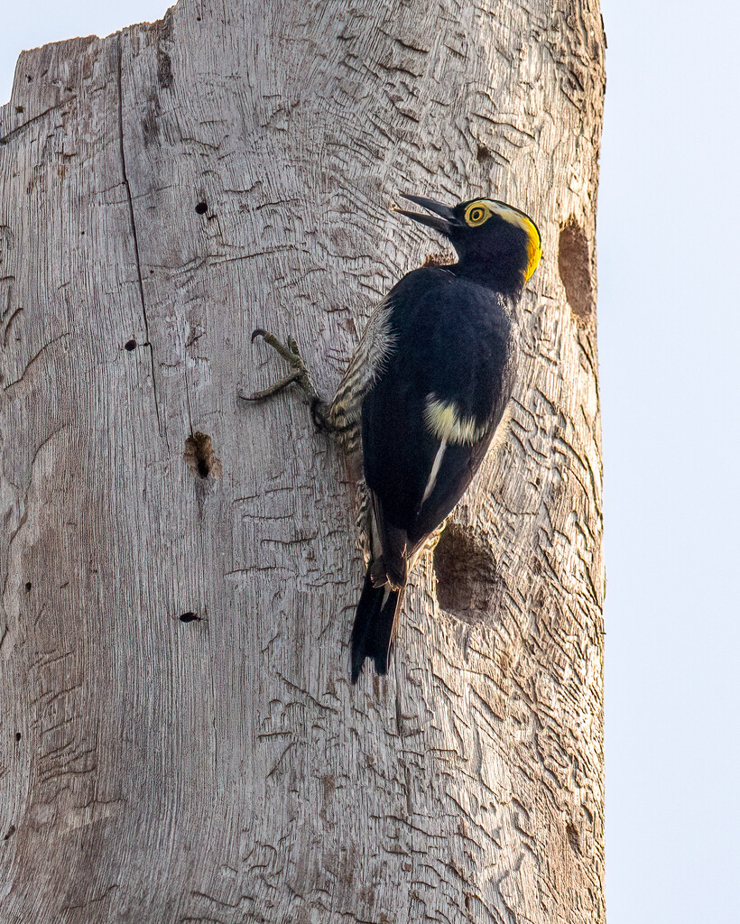 Yellow-tufted Woodpecker by nicoleweg