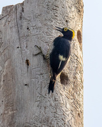 15th Apr 2024 - Yellow-tufted Woodpecker