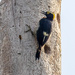 Yellow-tufted Woodpecker by nicoleweg