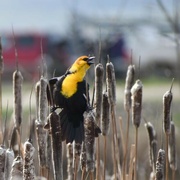 19th Apr 2024 - Yellow-headed Blackbird