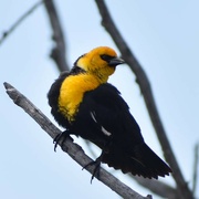 20th Apr 2024 - Yellow-Headed Blackbird #2