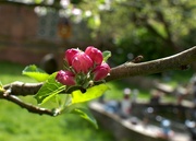 20th Apr 2024 - apple blossom buds
