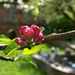 apple blossom buds
