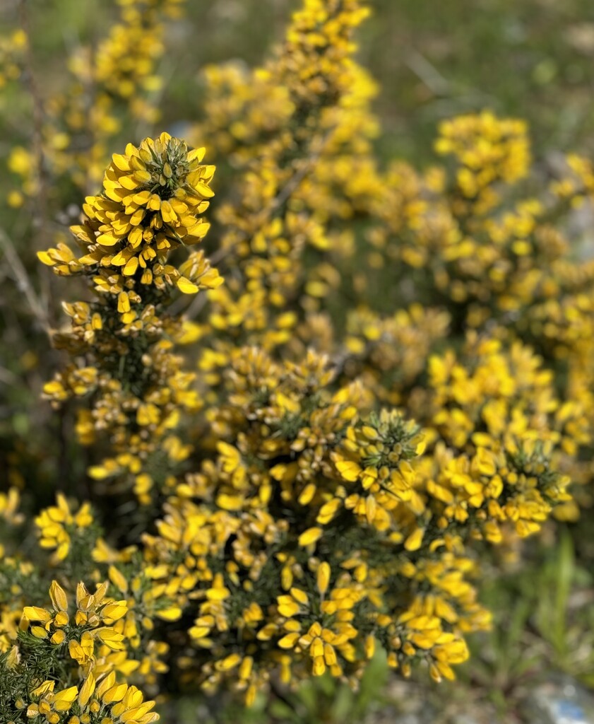 Gorse  by jeremyccc