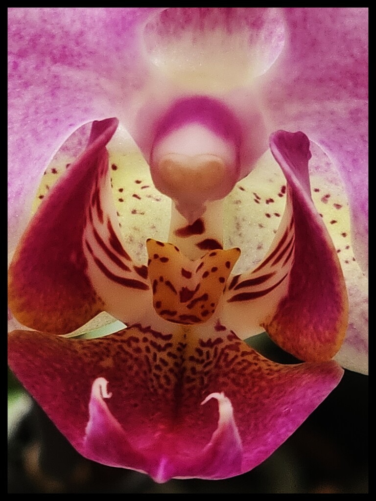 Orchid by kathryn54