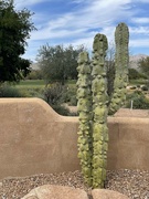 18th Apr 2024 - Totem Pole Cactus