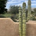 Totem Pole Cactus by mamabec