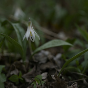 20th Apr 2024 - trout lily square