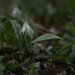 trout lily square by rminer