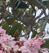 20th Apr 2024 - Baby Hummingbirds