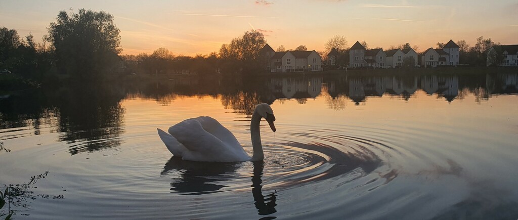 swan by hannahcallier