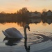 swan by hannahcallier