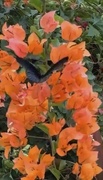 20th Apr 2024 - Butterfly & Bougainville 