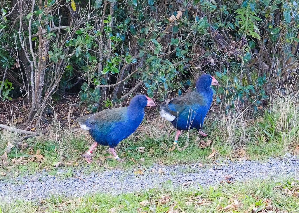 Mr and Mrs Jones - or two Takahe  by brigette