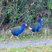 Mr and Mrs Jones - or two Takahe 