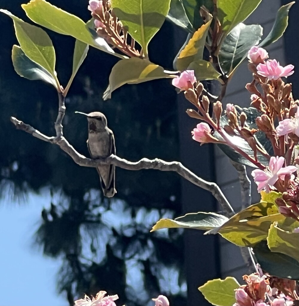 Mama Hummingbird by peekysweets