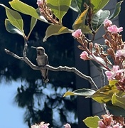 19th Apr 2024 - Mama Hummingbird