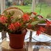 Orange flowering cactus. by grace55