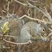 Those Blasted Squirrels! by gardencat