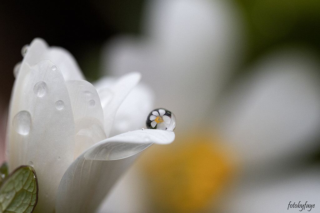 A flower droplet by fayefaye