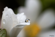 20th Apr 2024 - A flower droplet
